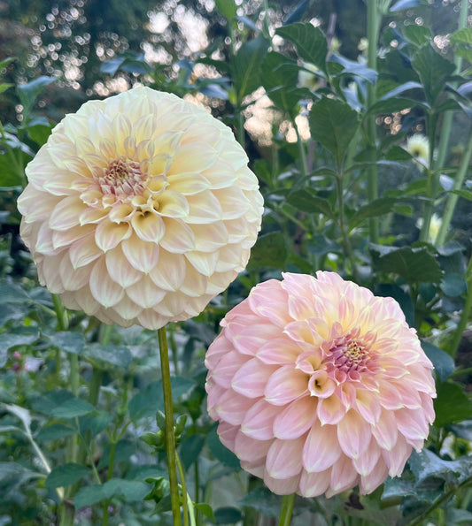 Coorabell Astrid 🇦🇺 Limit 1