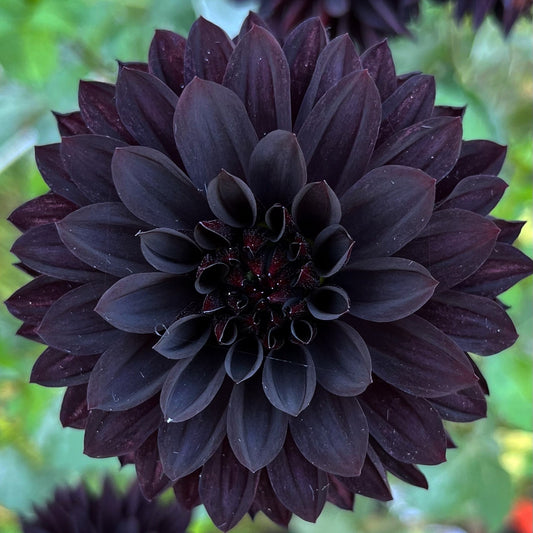 Czarny Characker            Limit 1