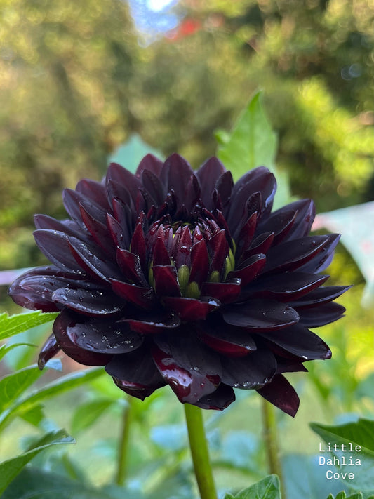 Czarny Characker            Limit 1