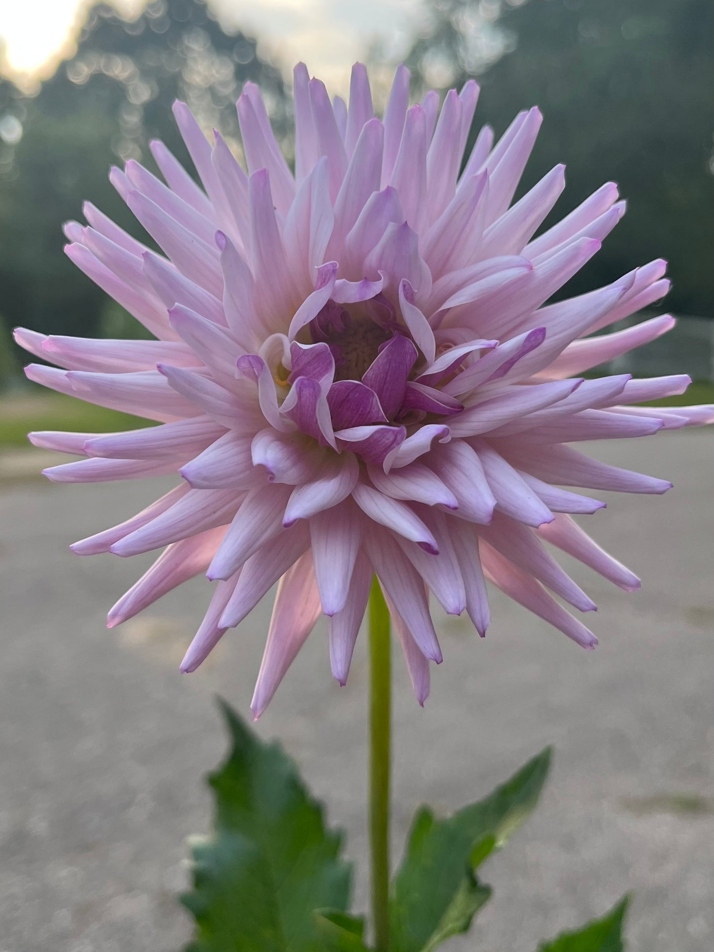 Josudi Andromeda           Limit 1