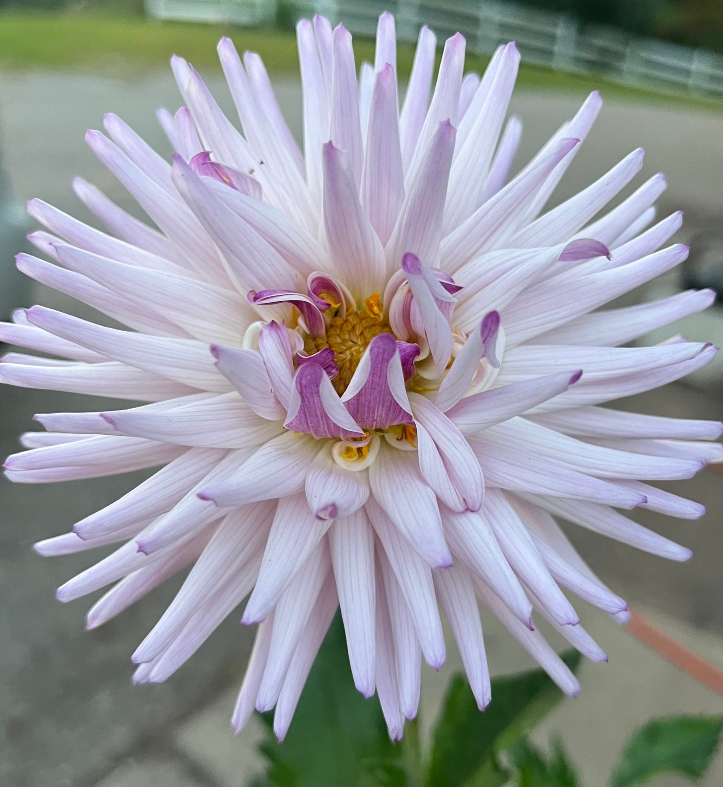 Josudi Andromeda           Limit 1