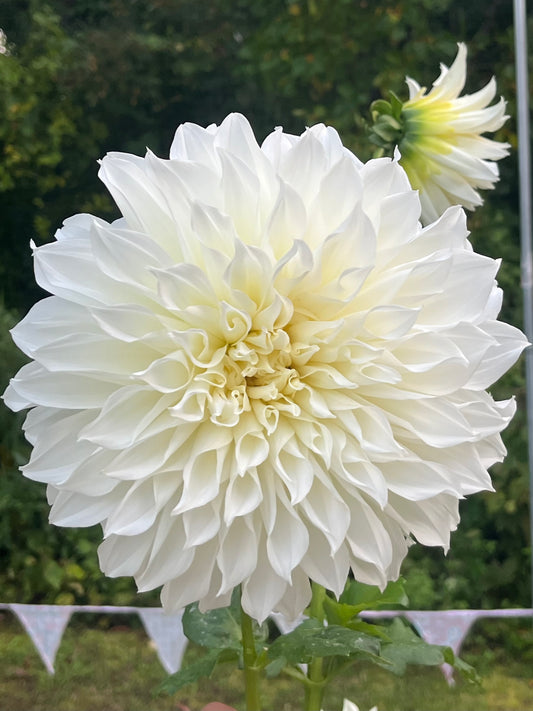 CAL Supreme Dahlia