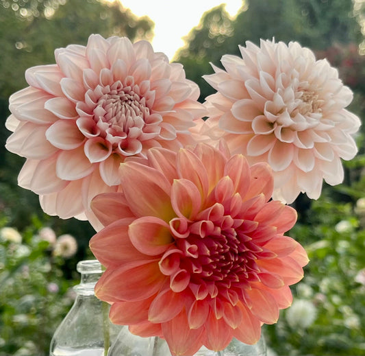 Lee's Pineberry Trifle