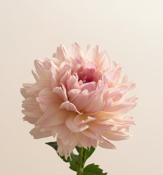 Joel's Favorite                   Limit 1