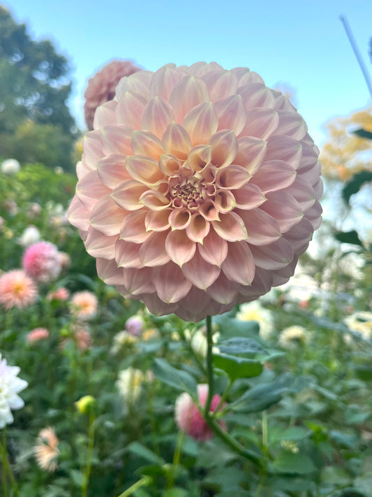 Coorabell Astrid 🇦🇺            Limit 1