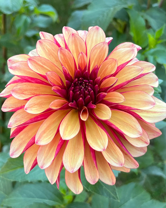 Gitts Crazy Dahlia