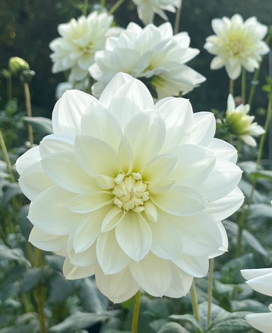 Bridezilla or Bride to be